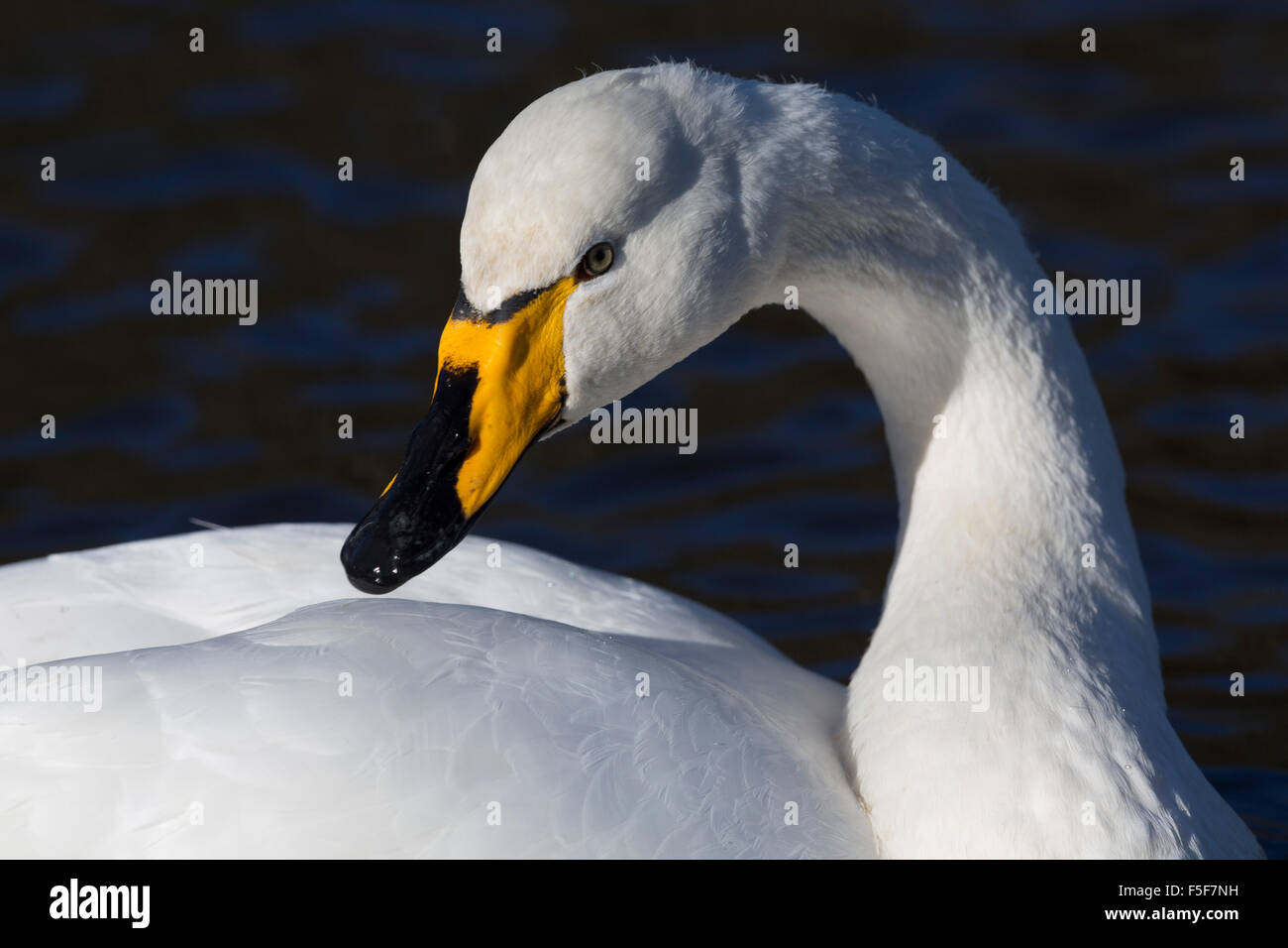 Whooper Swan; Cygnus cygnus singolo su Helston in barca il lago di Cornwall, Regno Unito Foto Stock