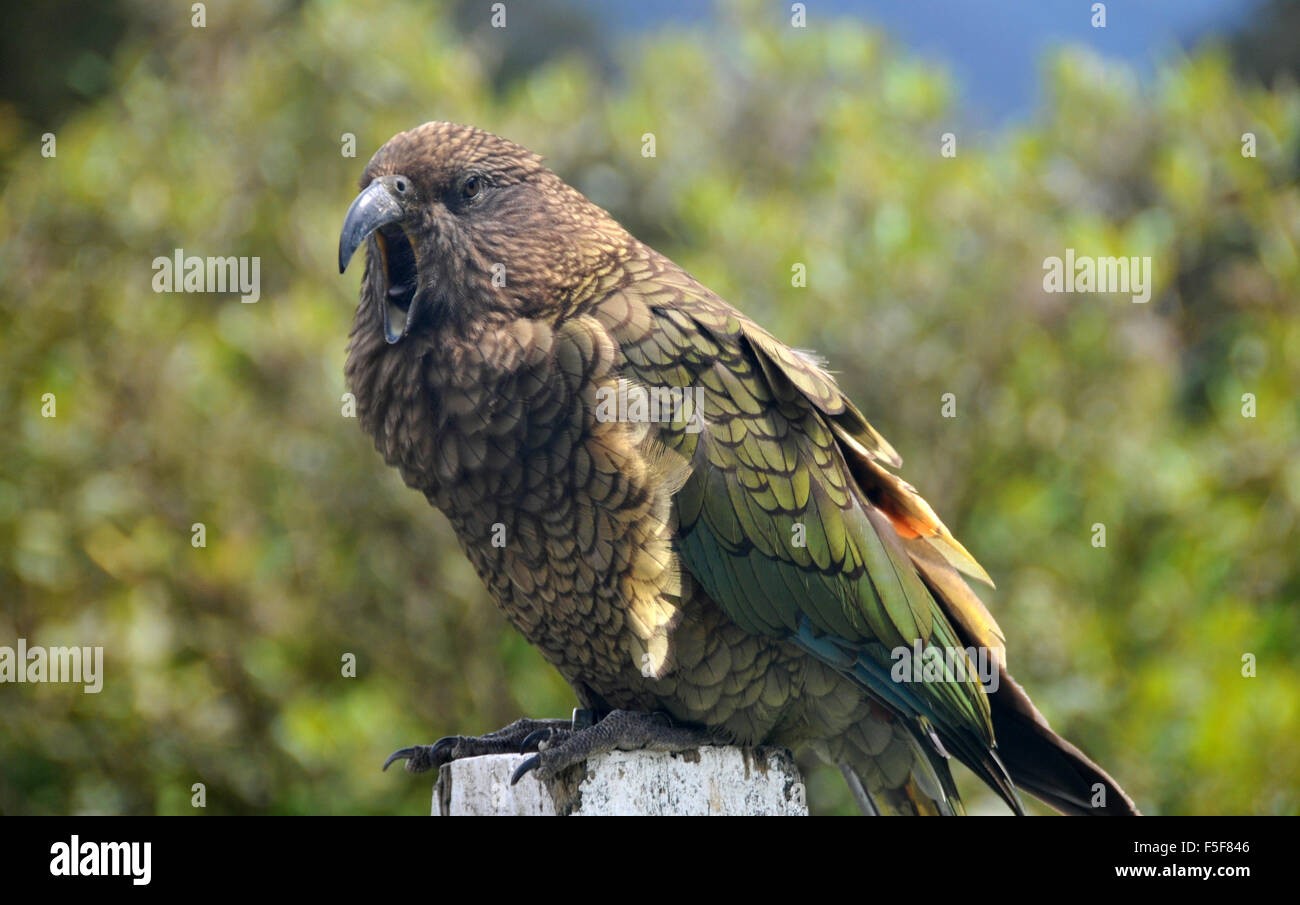 Kea bird, Nestor notabilis, solo pappagallo alpino nel mondo ed endemiche della Nuova Zelanda, Arthur's Pass, Isola del Sud, Nuova Zelanda Foto Stock