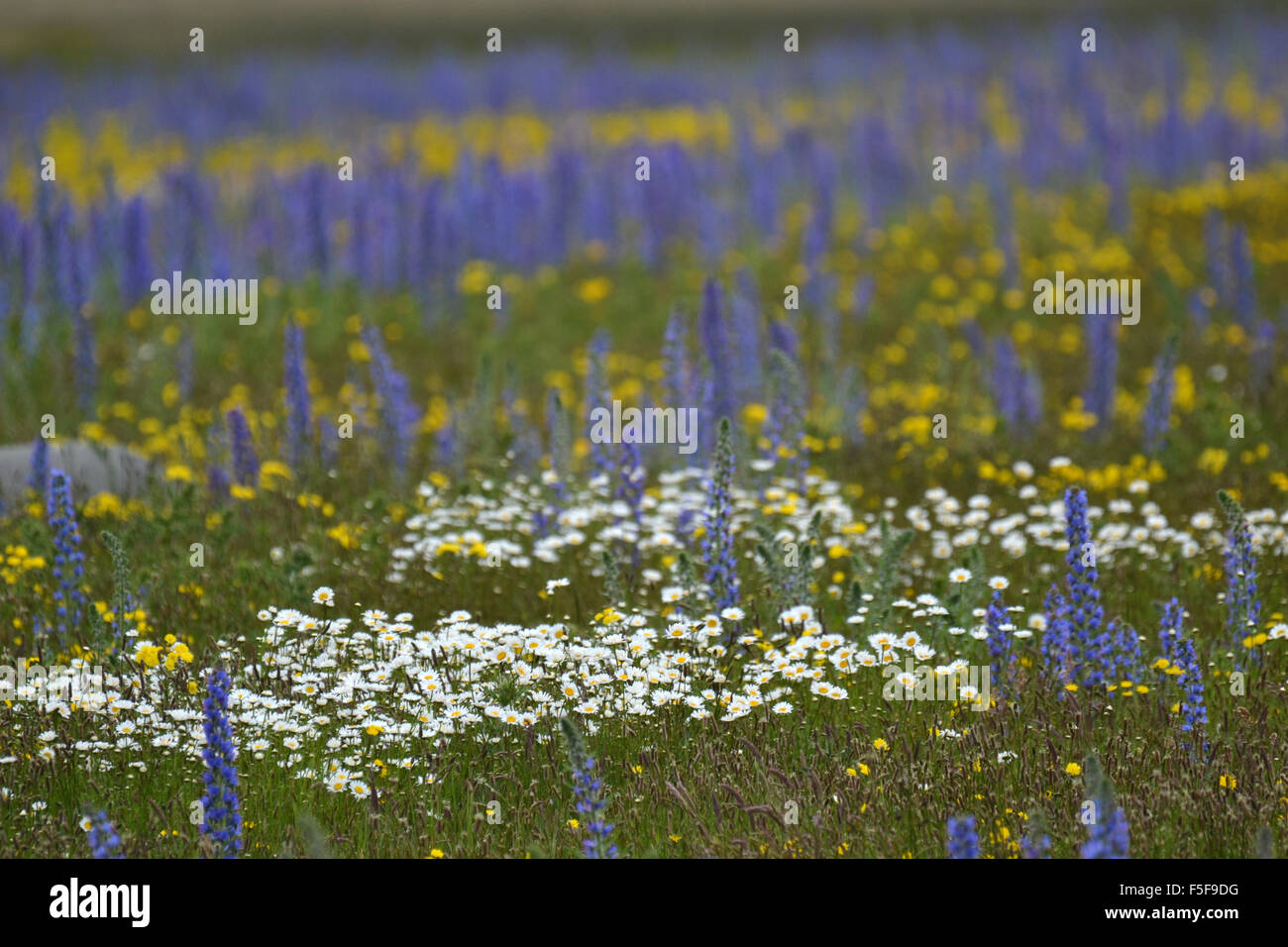 Wild giallo e bianco fiori e fioritura lupini, Lupinus polyphyllus, al Kura Tawhiti Area di Conservazione, Nuova Zelanda Foto Stock