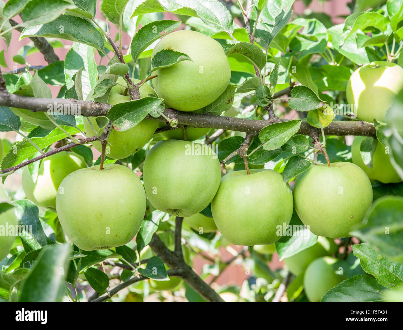 Ripe Golden Delicious sull'albero. Closeup shot. Foto Stock