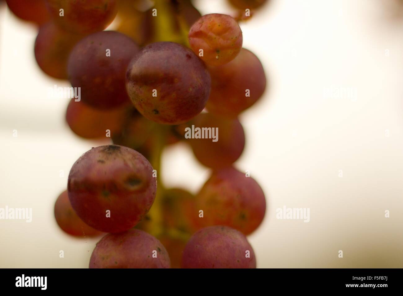 Grapevine in dettaglio (macro shot) Foto Stock