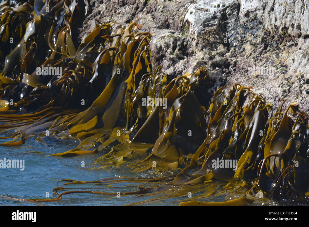 La vescica o gigante kelp dettaglio, Macrocystis pyrifera, sul litorale di Kaikoura, Kaikoura, Isola del Sud, Nuova Zelanda Foto Stock