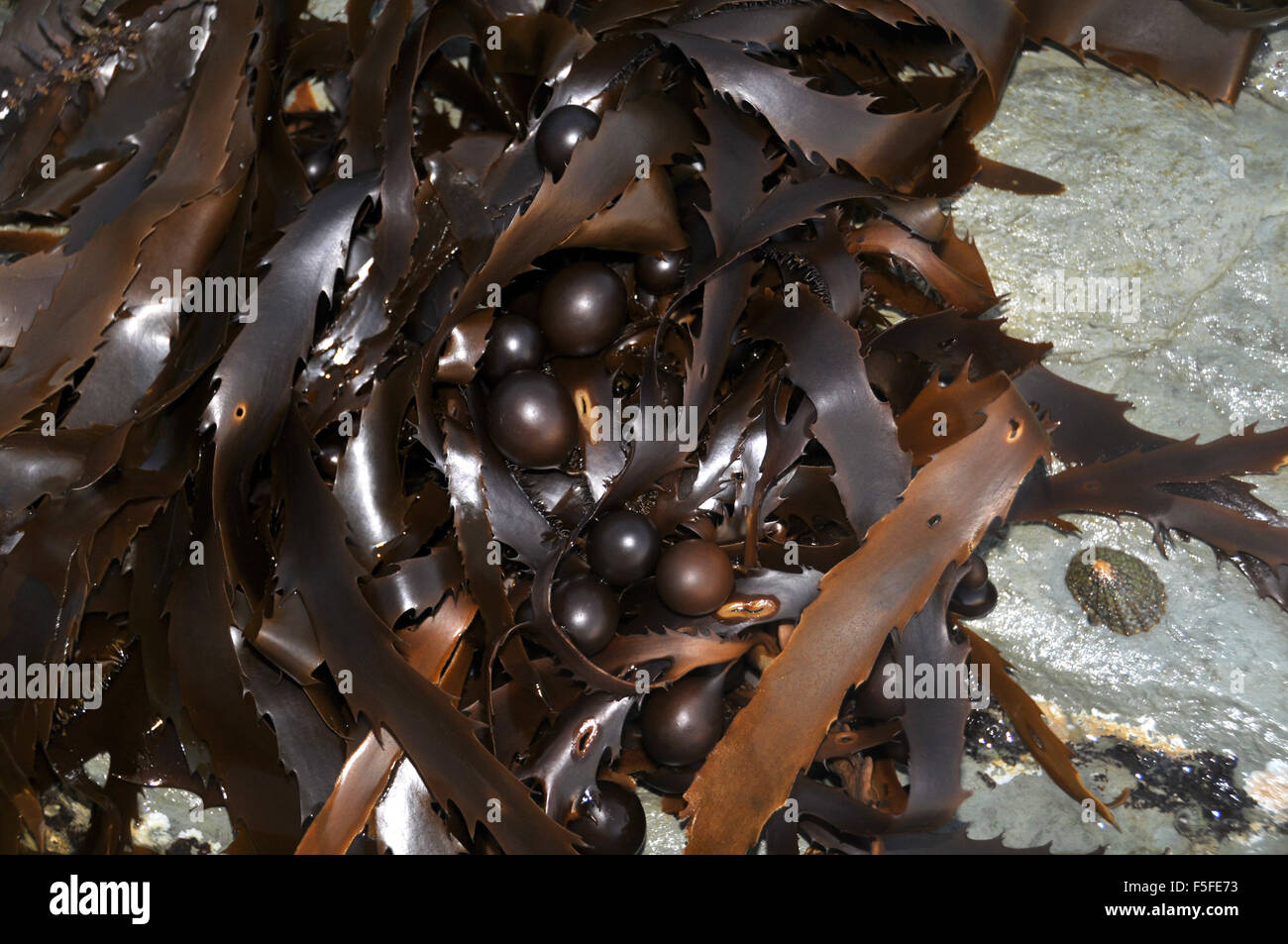 La vescica o gigante kelp, Macrocystis pyrifera, Kaikoura, Nuova Zelanda Foto Stock