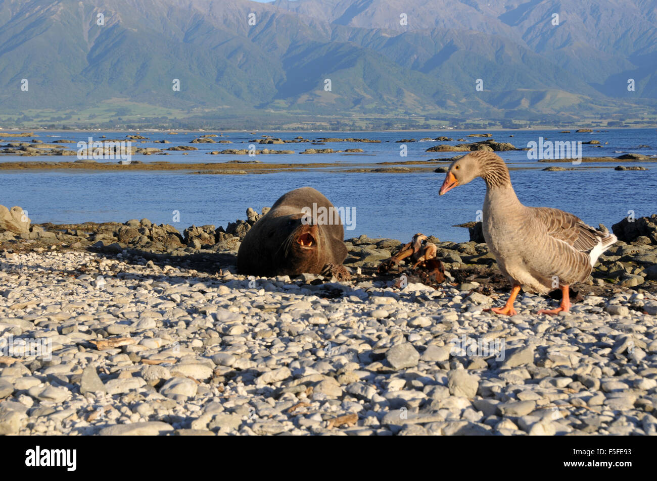 Nuova Zelanda pelliccia sigillo, Arctocephalus forsteri, avvisi come oca Graylag, Anser anser, da passeggiate, Kaikoura, Nuova Zelanda Foto Stock