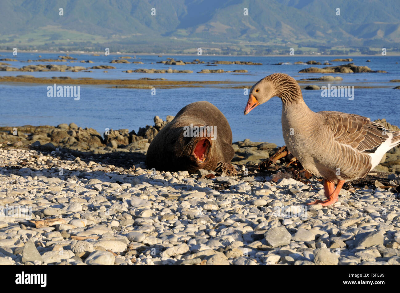 Nuova Zelanda pelliccia sigillo, Arctocephalus forsteri, avvisi come oca Graylag, Anser anser, da passeggiate, Kaikoura, Nuova Zelanda Foto Stock