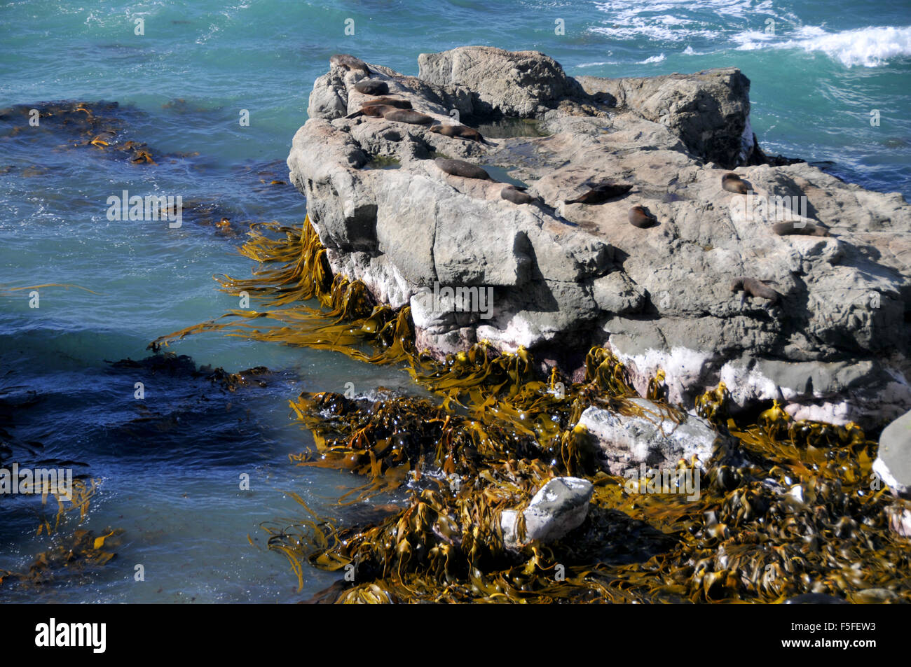 La vescica o gigante kelp, Macrocystis pyrifera, Kaikoura, Nuova Zelanda Foto Stock