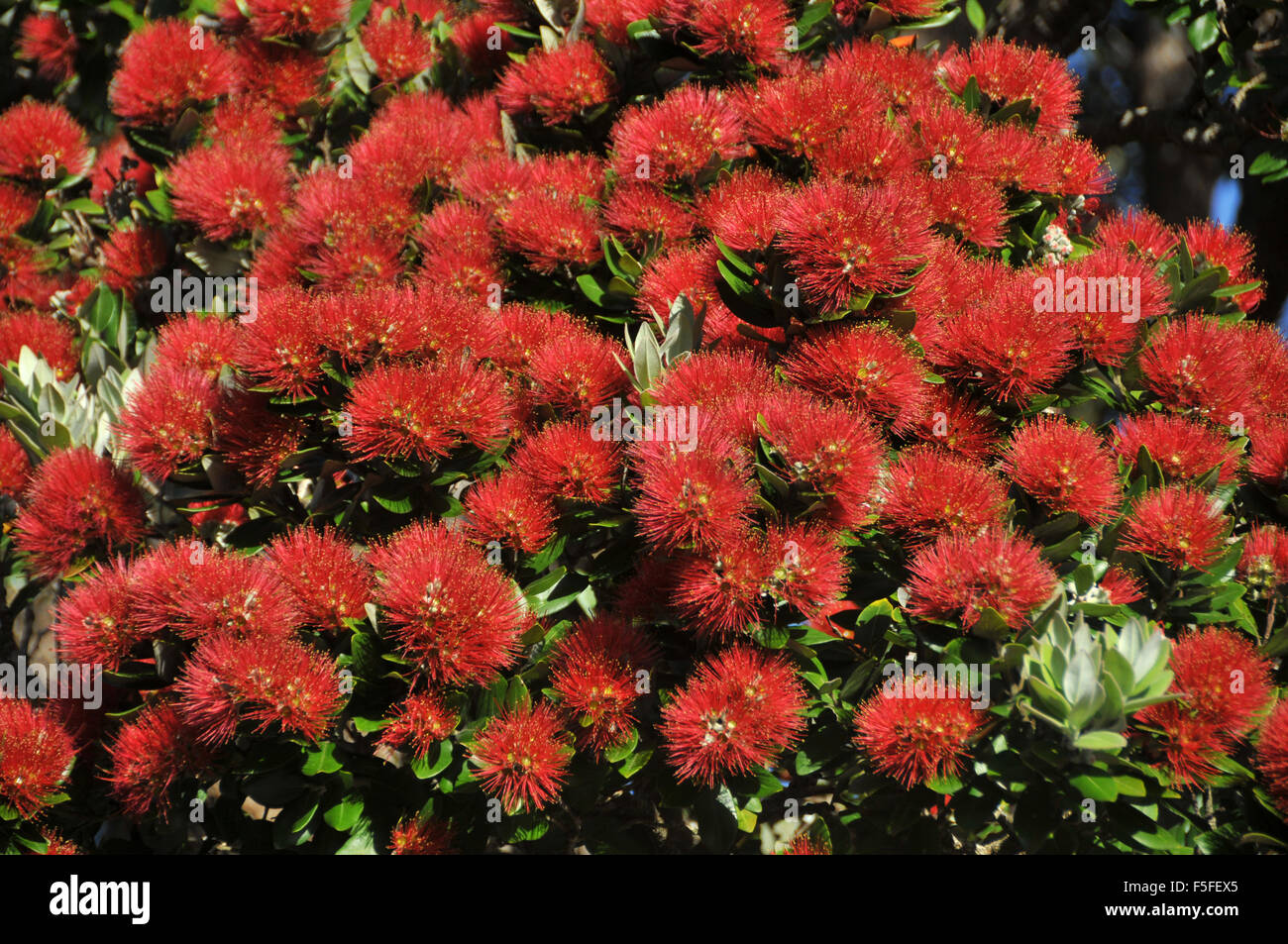 Albero Pohutukawa flower o Nuova Zelanda albero di Natale, Metrosideros excelsa endemiche, Wellington Botanic Garden, Nuova Zelanda Foto Stock