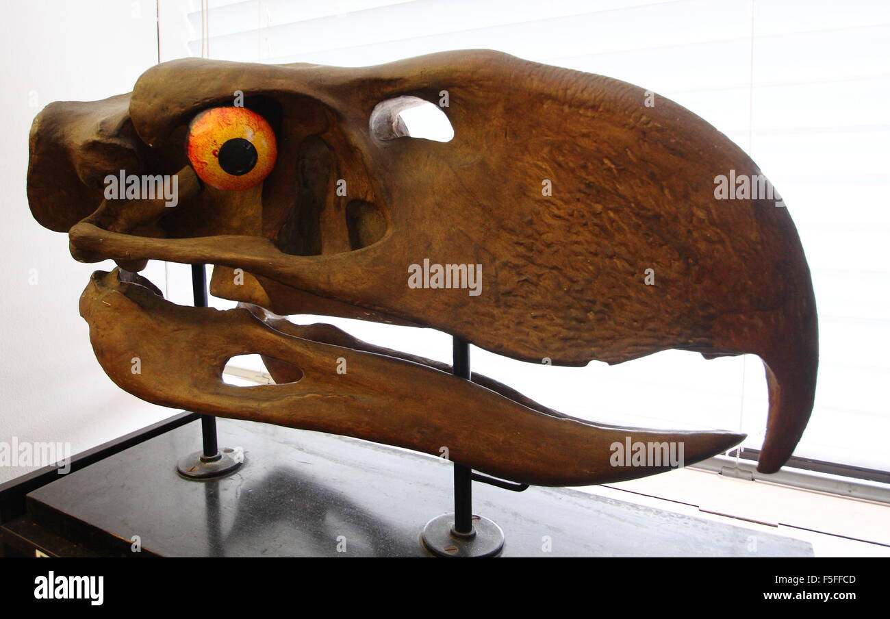 Teschio di un uccello terroriale. Un modello di un teschio gigantesco di un uccello terroriale esposto al Museo Alfred Denny dell'Università di Sheffield, Inghilterra, Regno Unito Foto Stock