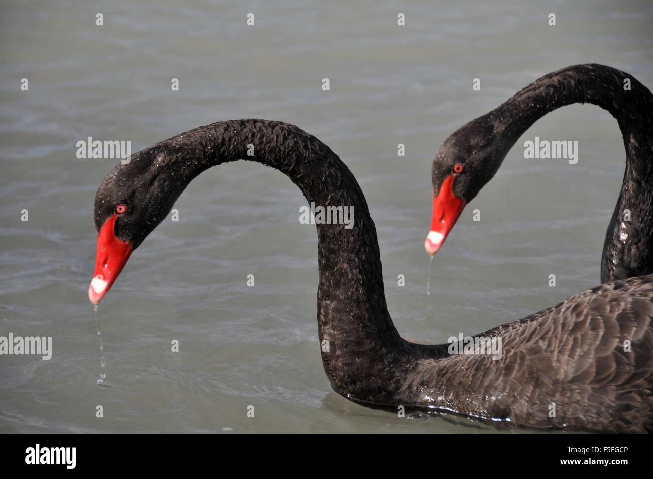 Due cigni neri, Cygnus atratus, lago di Rotorua, Nuova Zelanda Foto Stock