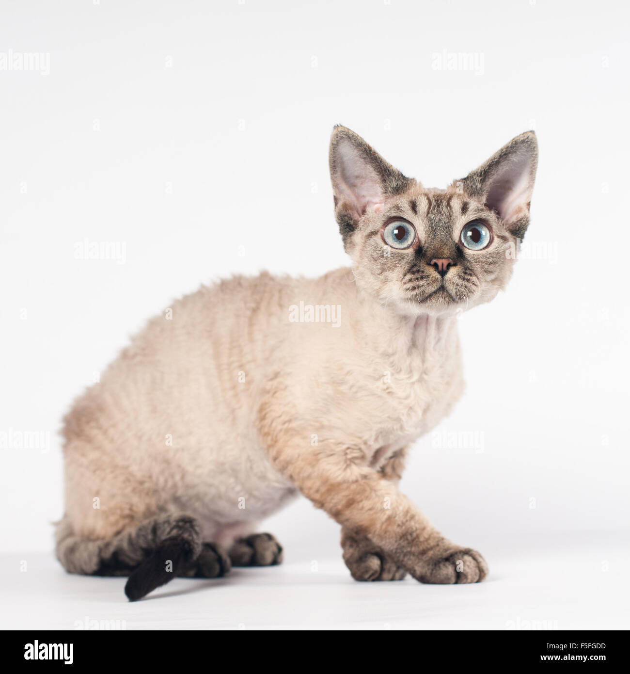 Devon Rex gatto su sfondo bianco Foto Stock