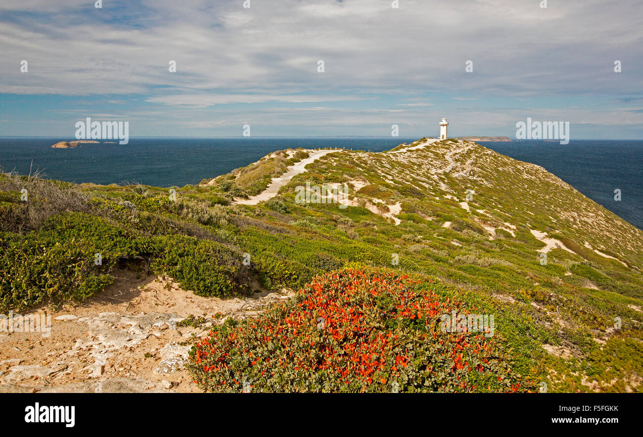 Sentiero lungo alta cresta attraverso la vegetazione spazzate dal vento e masse di fiori selvatici rosso a Cape Spencer faro, Yorke Peninsula South Australia Foto Stock