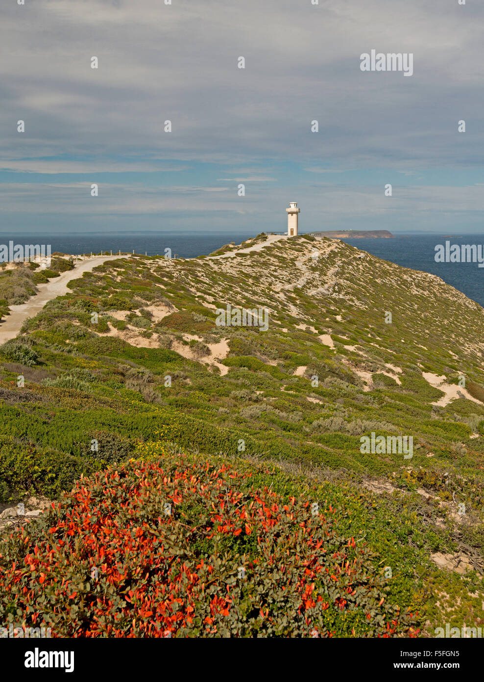 Sentiero lungo alta cresta attraverso la vegetazione spazzate dal vento e masse di fiori selvatici rosso a Cape Spencer faro, Yorke Peninsula South Australia Foto Stock