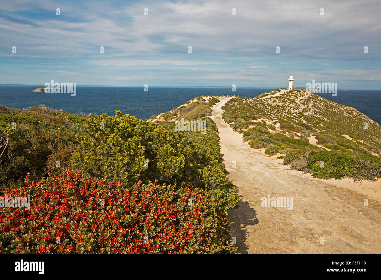 Sentiero lungo alta cresta attraverso la vegetazione spazzate dal vento e masse di fiori selvatici rosso a Cape Spencer faro, Yorke Peninsula South Australia Foto Stock