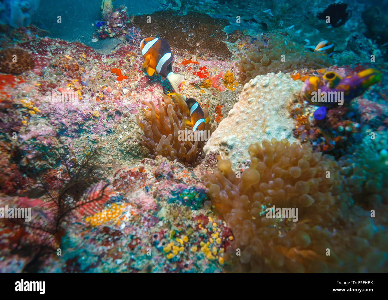 Paesaggio sottomarino con pesce di anemone vicino al Tropical Coral Reef, Bali, Indonesia Foto Stock