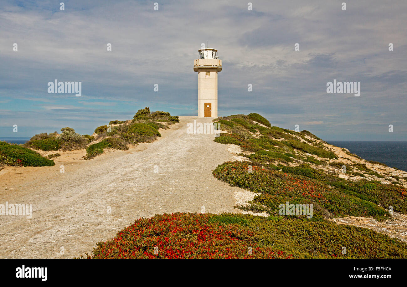 Capo Faro Spencer salga nel cielo tempestoso al di sopra delle masse di fiori selvatici rosso di Templetonia retusa sulla penisola di Yorke Sud Australia Foto Stock