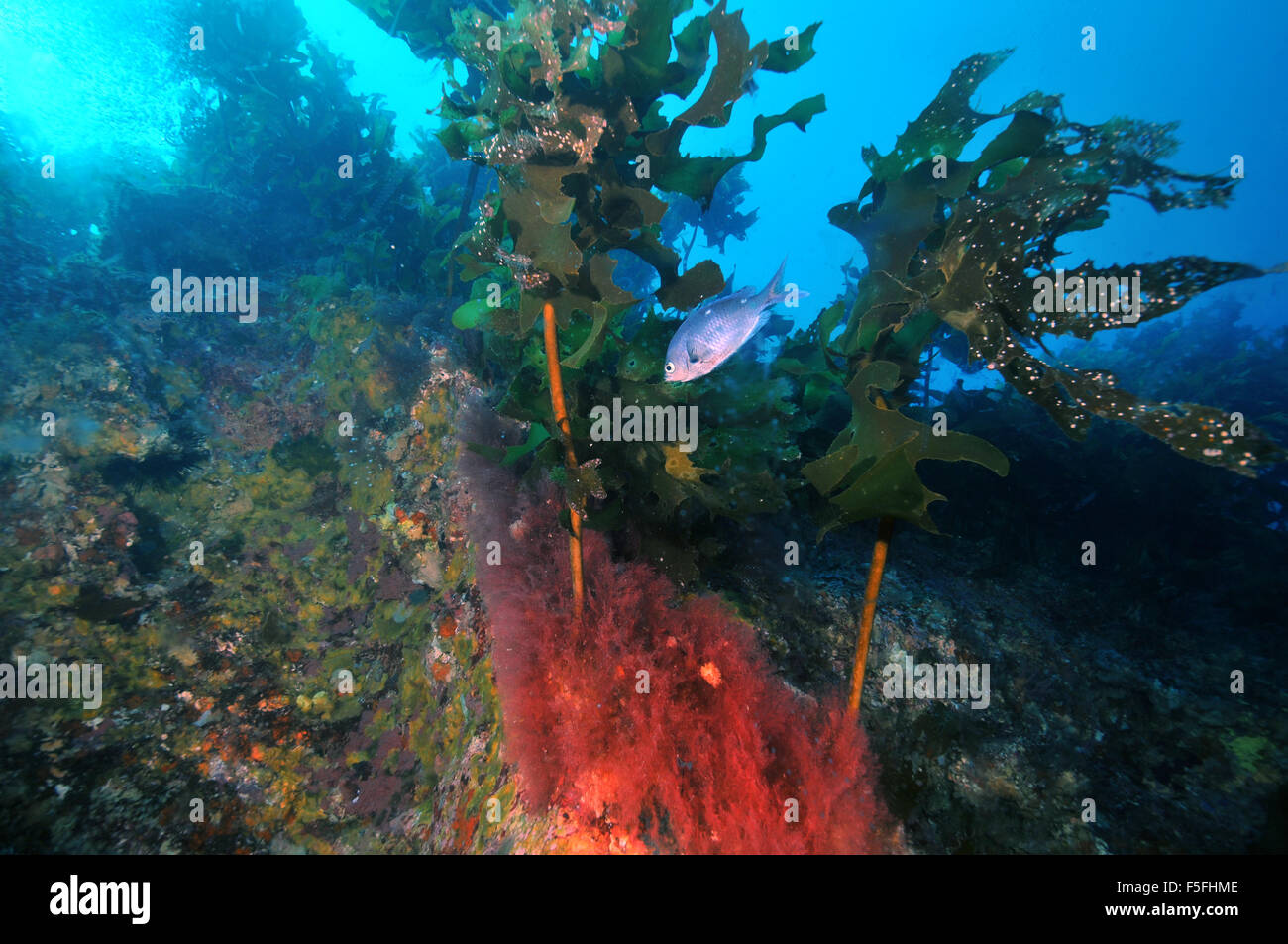 Una nuova zelanda demoiselle o castagnole, Chromis dispilus, nuota da kelp, POVERI CAVALIERI Isole Riserva Naturale, la Baia delle Isole, Foto Stock