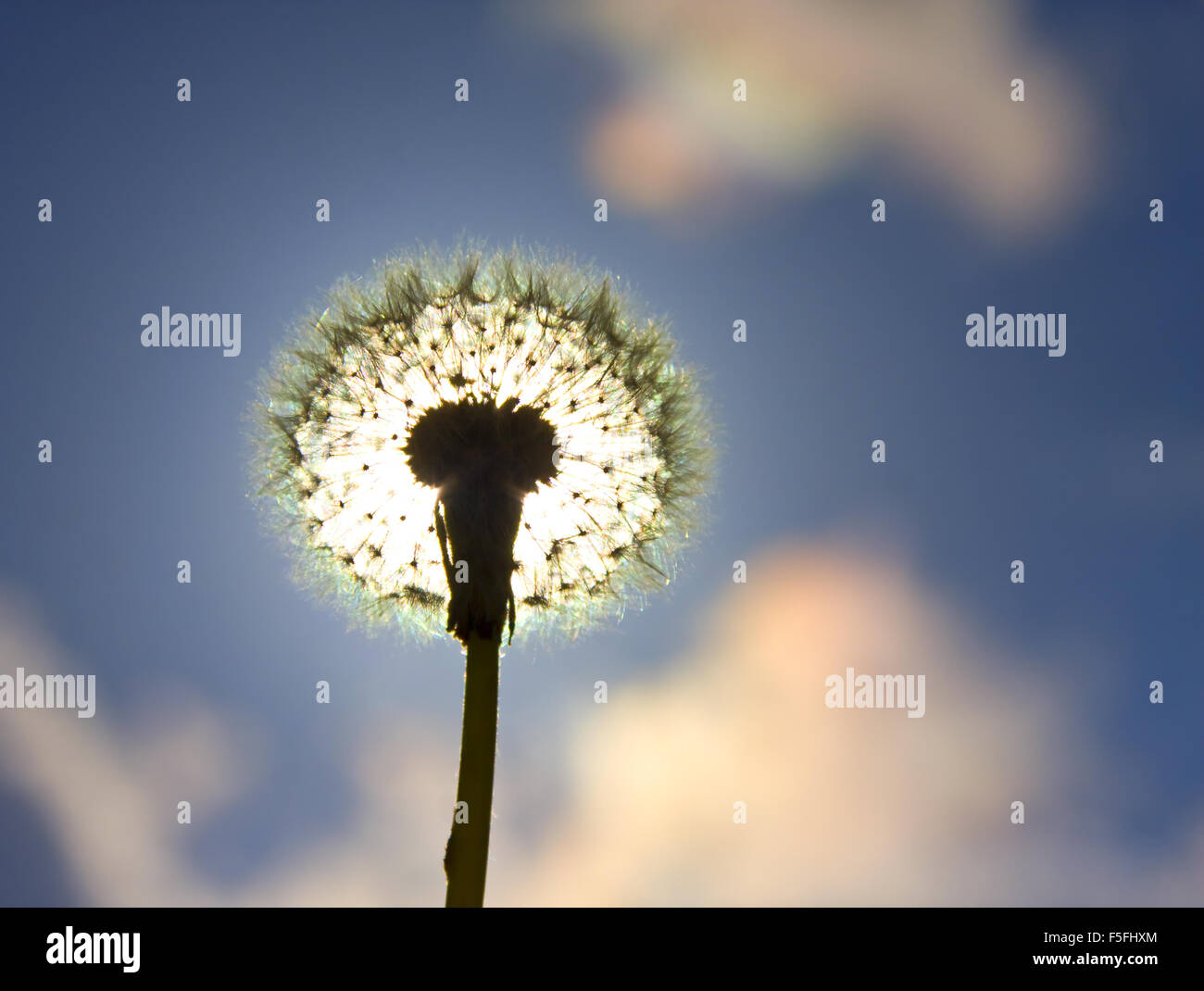 Silhouette di dente di leone Foto Stock