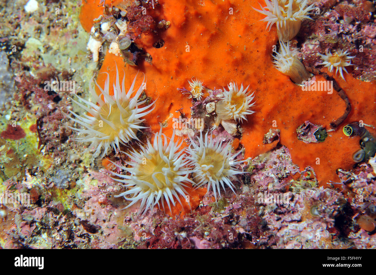 Bianca a strisce anemone, Actinothoe albocincta, POVERI CAVALIERI Isole Riserva Naturale, la Baia delle Isole, Nuova Zelanda Foto Stock