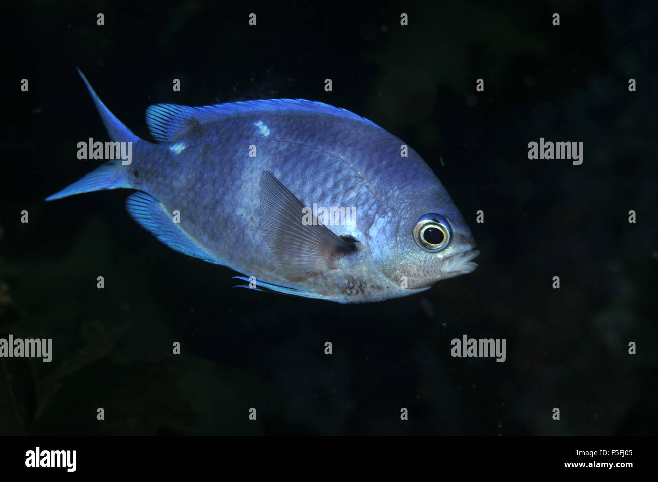 Una nuova zelanda demoiselle o castagnole, Chromis dispilus, POVERI CAVALIERI Isole Riserva Naturale, la Baia delle Isole, Nuova Zelanda Foto Stock