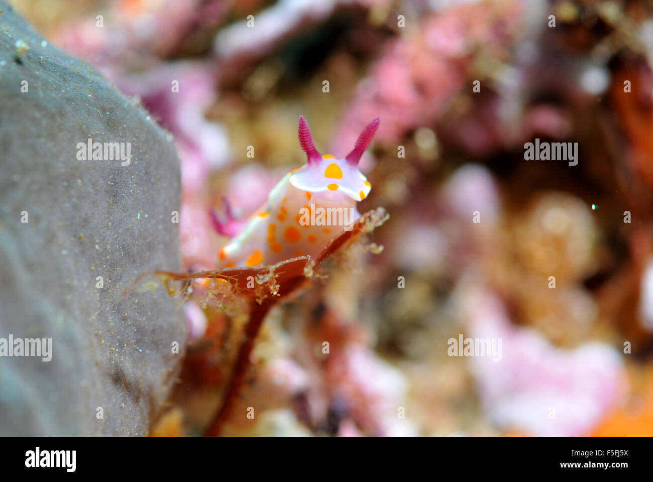 Clown nudibranch, Ceratosoma amoenum, POVERI CAVALIERI Isole Riserva Naturale, la Baia delle Isole, Nuova Zelanda Foto Stock