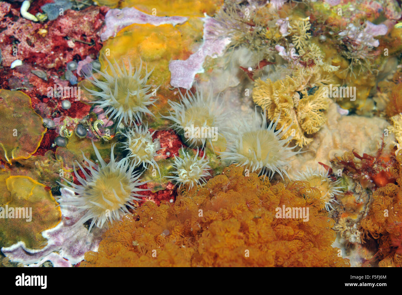 Bianca a strisce anemone, Actinothoe albocincta, tra i coralli e spugne, POVERI CAVALIERI Isole Riserva Naturale, Nuova Zelanda Foto Stock