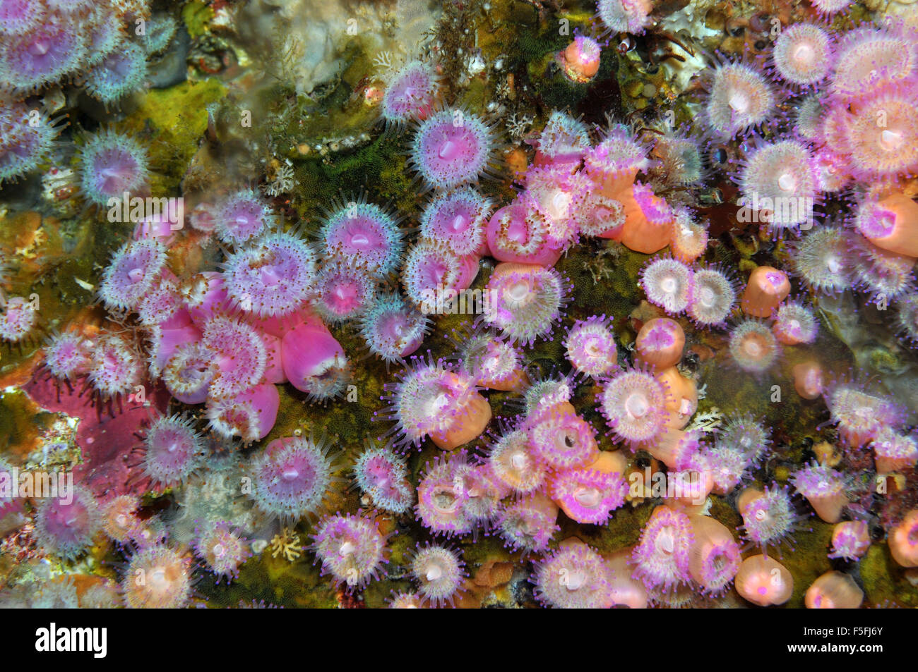 Gioiello Anthozoans anemoni Corynactis viridis, POVERI CAVALIERI Isole Riserva Naturale, la Baia delle Isole, Nuova Zelanda Foto Stock