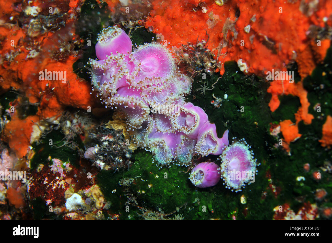 Gioiello Anthozoan anemoni Corynactis viridis, tra i colorati coralli e spugne, POVERI CAVALIERI Isole Riserva Naturale, Baia di ISL Foto Stock