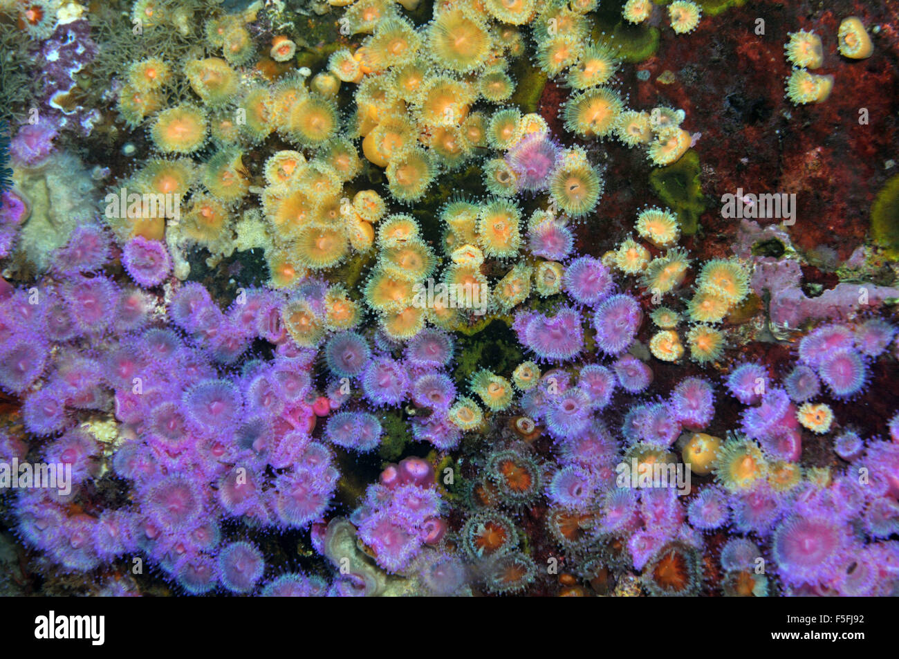 Due varianti del gioiello Anthozoans anemoni Corynactis viridis, POVERI CAVALIERI Isole Riserva Naturale, la Baia delle Isole, Nuova Zelanda Foto Stock