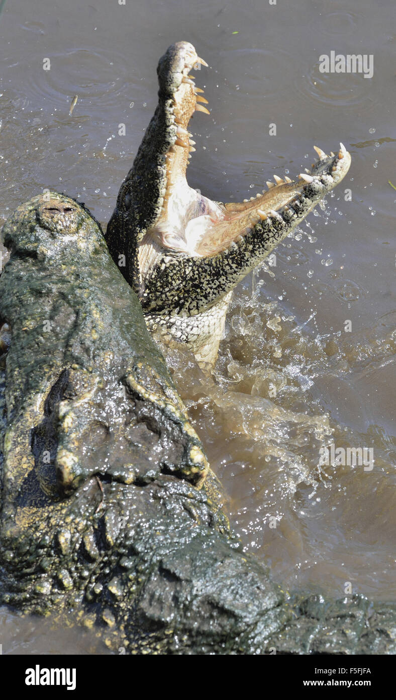 Attacco di coccodrillo. Coccodrillo cubano (Crocodylus rhombifer). Il coccodrillo cubano salta fuori dall'acqua. Cuba. Foto Stock