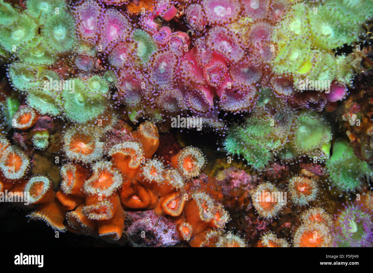 La diversità del gioiello Anthozoans anemoni Corynactis viridis, POVERI CAVALIERI Isole Riserva Naturale, la Baia delle Isole, Nuova Zelanda Foto Stock