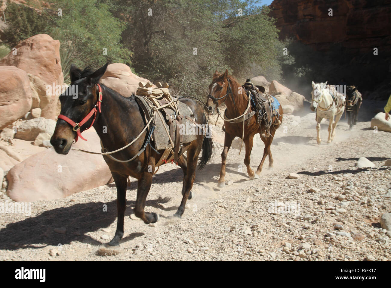 Mulo treno passa attraverso lungo la Havasu cade il treno in Supai indiano prenotazione del Grand Canyon Foto Stock