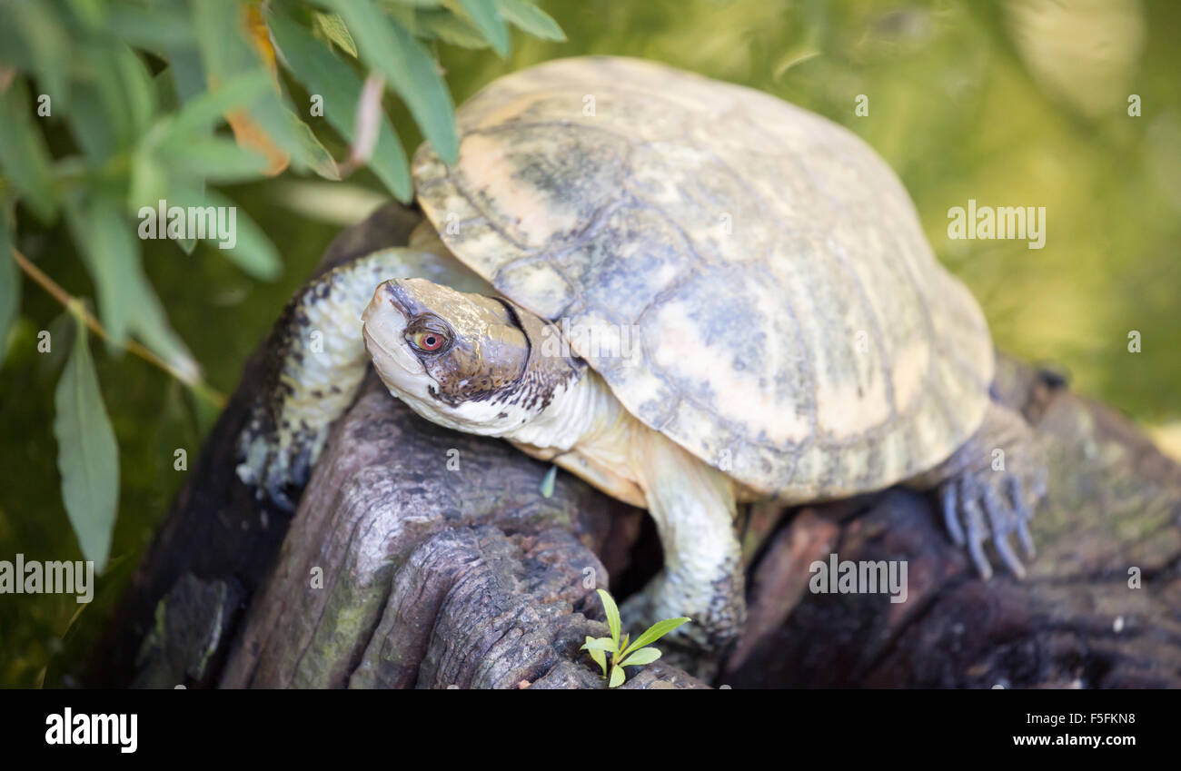 Western Pond Turtle (Actinemys marmorata o Emys marmorata) basking Foto Stock