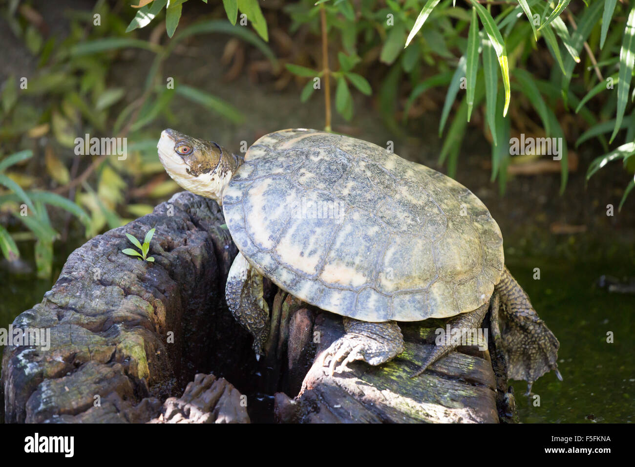Western Pond Turtle (Actinemys marmorata o Emys marmorata) basking Foto Stock