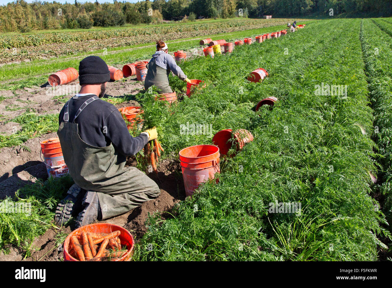 Lavoratori sul campo che raccolgono carote "carota di cumino". . Foto Stock