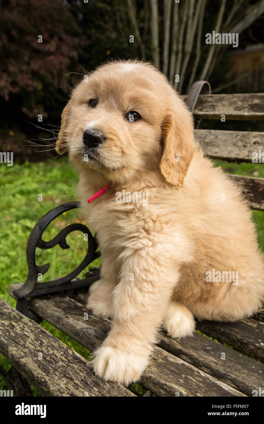 Carino sette settimana Goldendoodle cucciolo seduto su una rustica panca in legno in Issaquah, Washington, Stati Uniti d'America Foto Stock