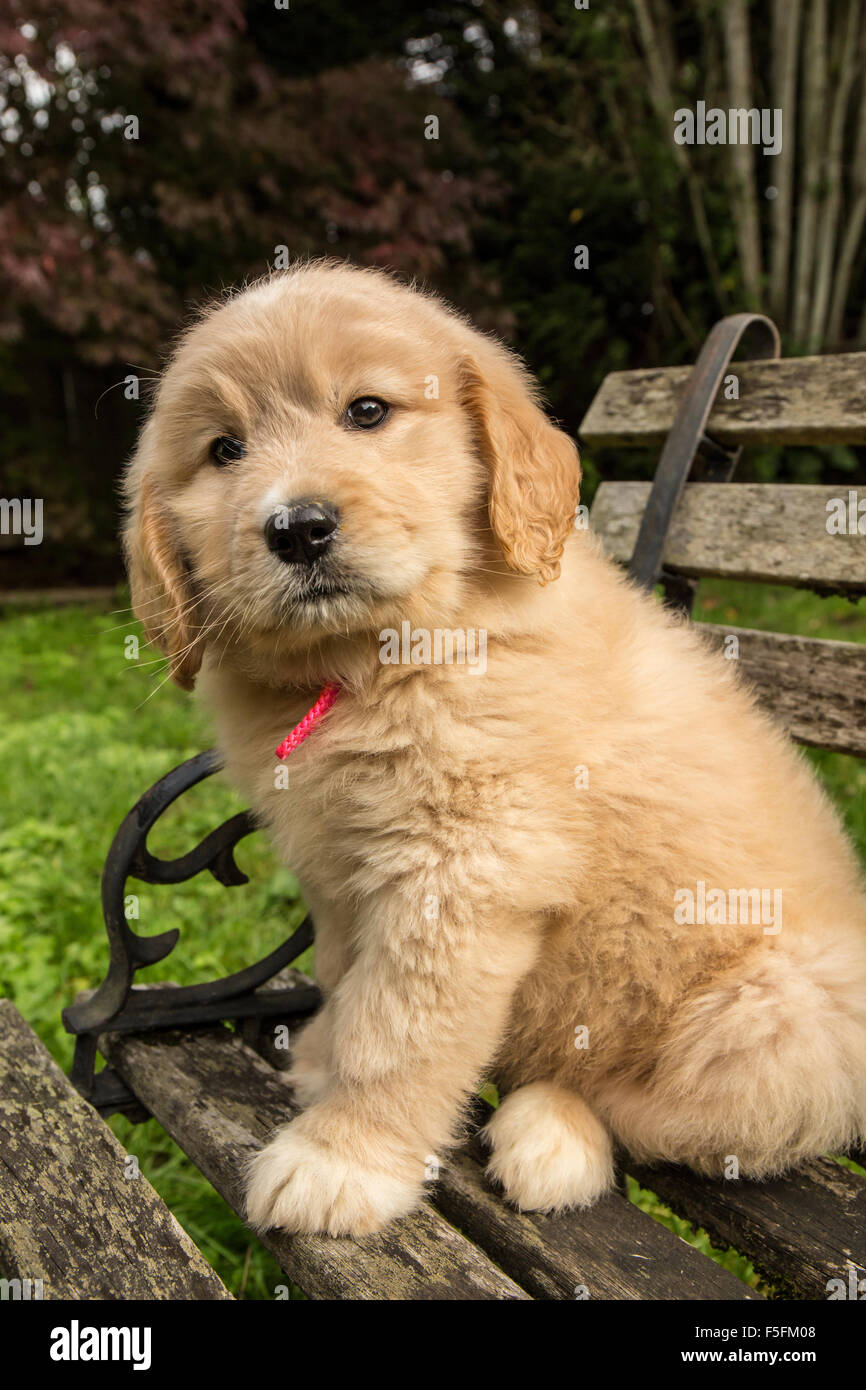 Carino sette settimana Goldendoodle cucciolo seduto su una rustica panca in legno in Issaquah, Washington, Stati Uniti d'America Foto Stock