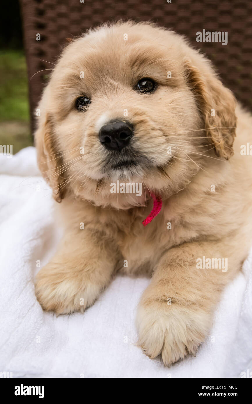 Carino sette settimana Goldendoodle cucciolo appoggiato su un asciugamano bianco in Issaquah, Washington, Stati Uniti d'America Foto Stock