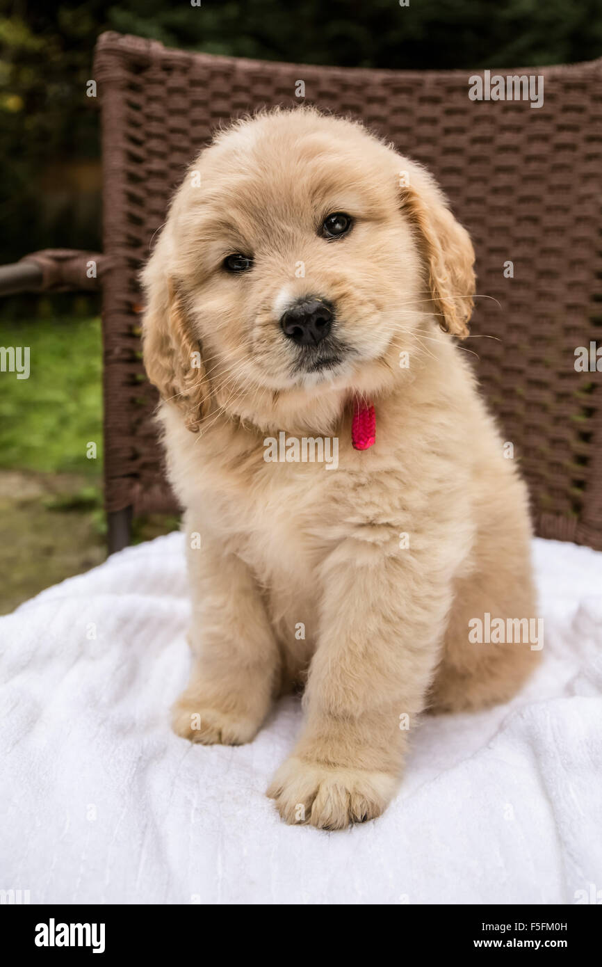 Carino sette settimana Goldendoodle cucciolo seduta su un asciugamano bianco su una sedia in Issaquah, Washington, Stati Uniti d'America Foto Stock