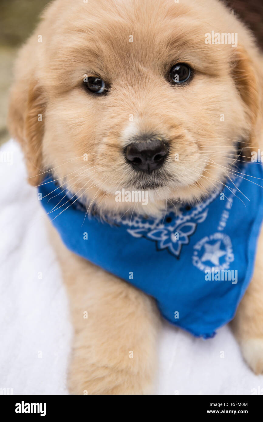 Carino sette settimana Goldendoodle cucciolo indossando un neckerchief blu in Issaquah, Washington, Stati Uniti d'America Foto Stock