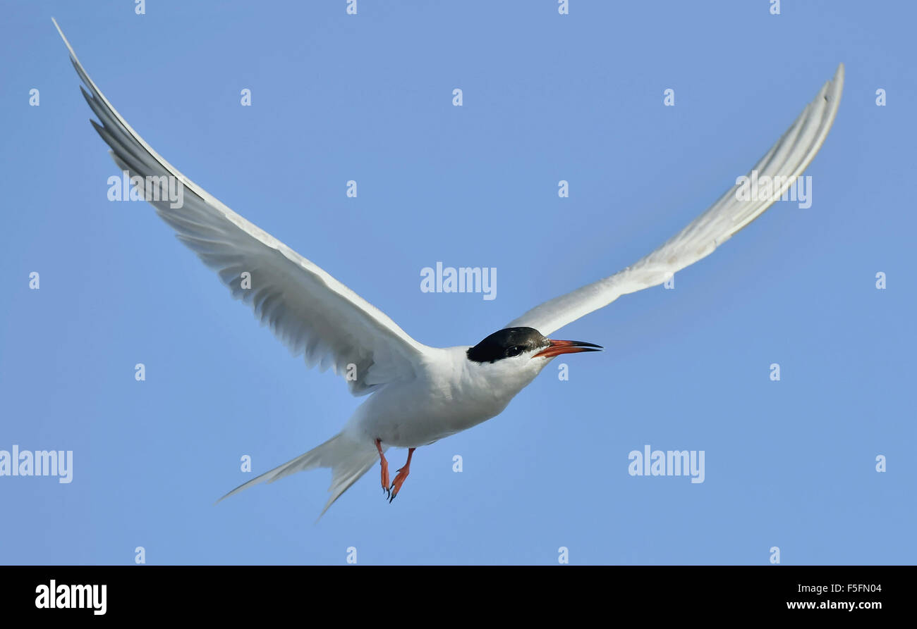 Adulto tern comune in volo sul cielo blu sullo sfondo Foto Stock