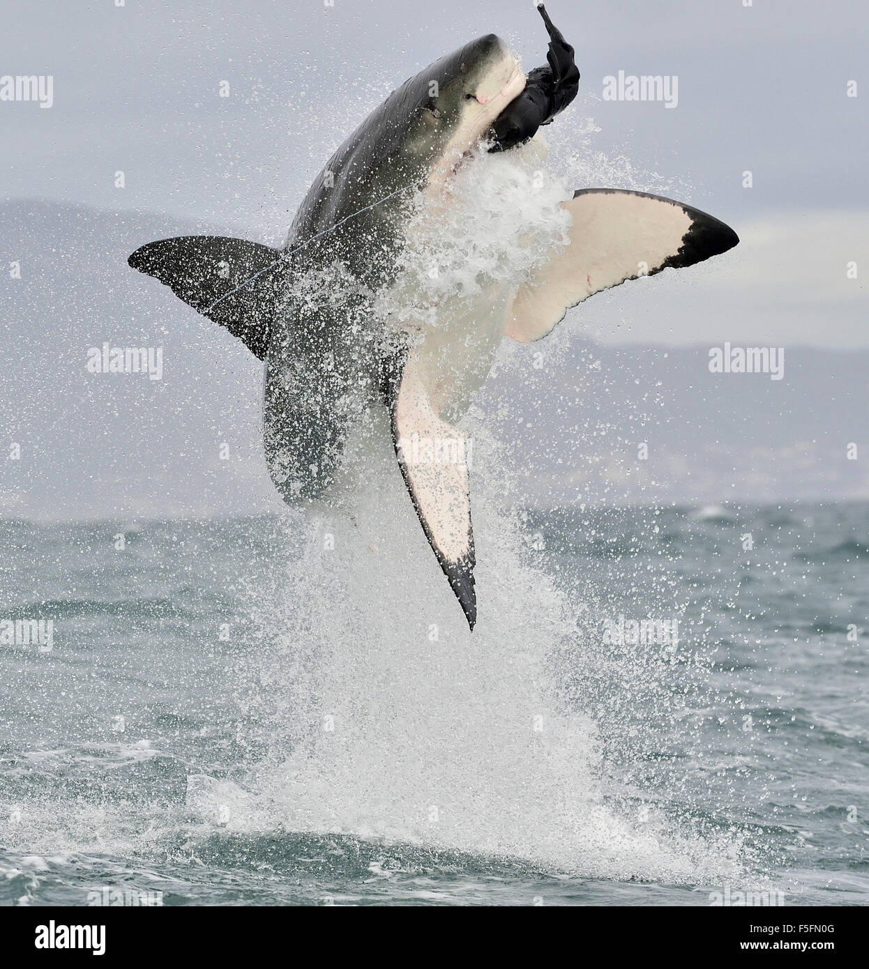 Il grande squalo bianco (Carcharodon carcharias) violare in un attacco. Foto Stock