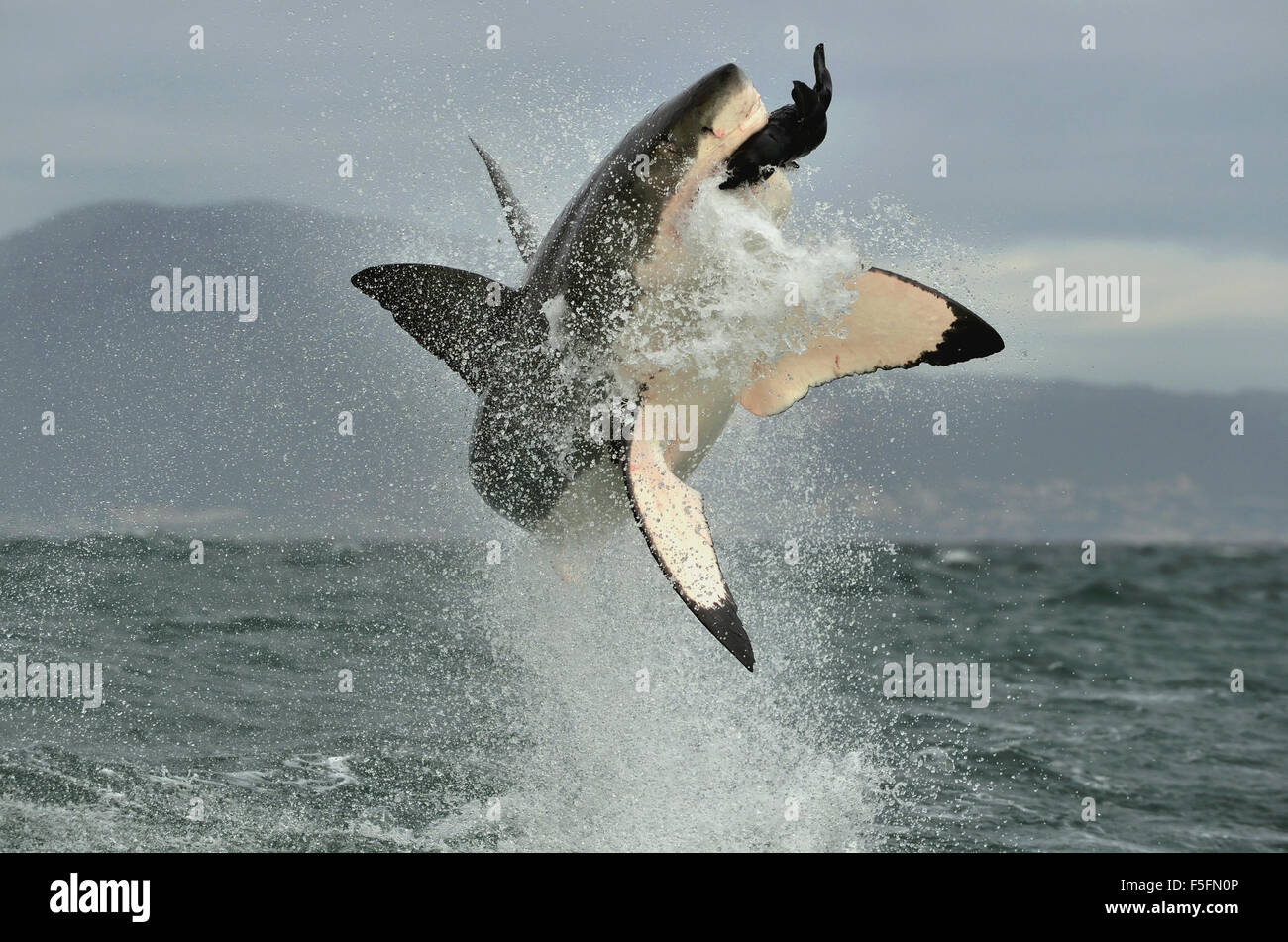 Il grande squalo bianco (Carcharodon carcharias) violare in un attacco. A caccia di un grande squalo bianco (Carcharodon carcharias). Foto Stock