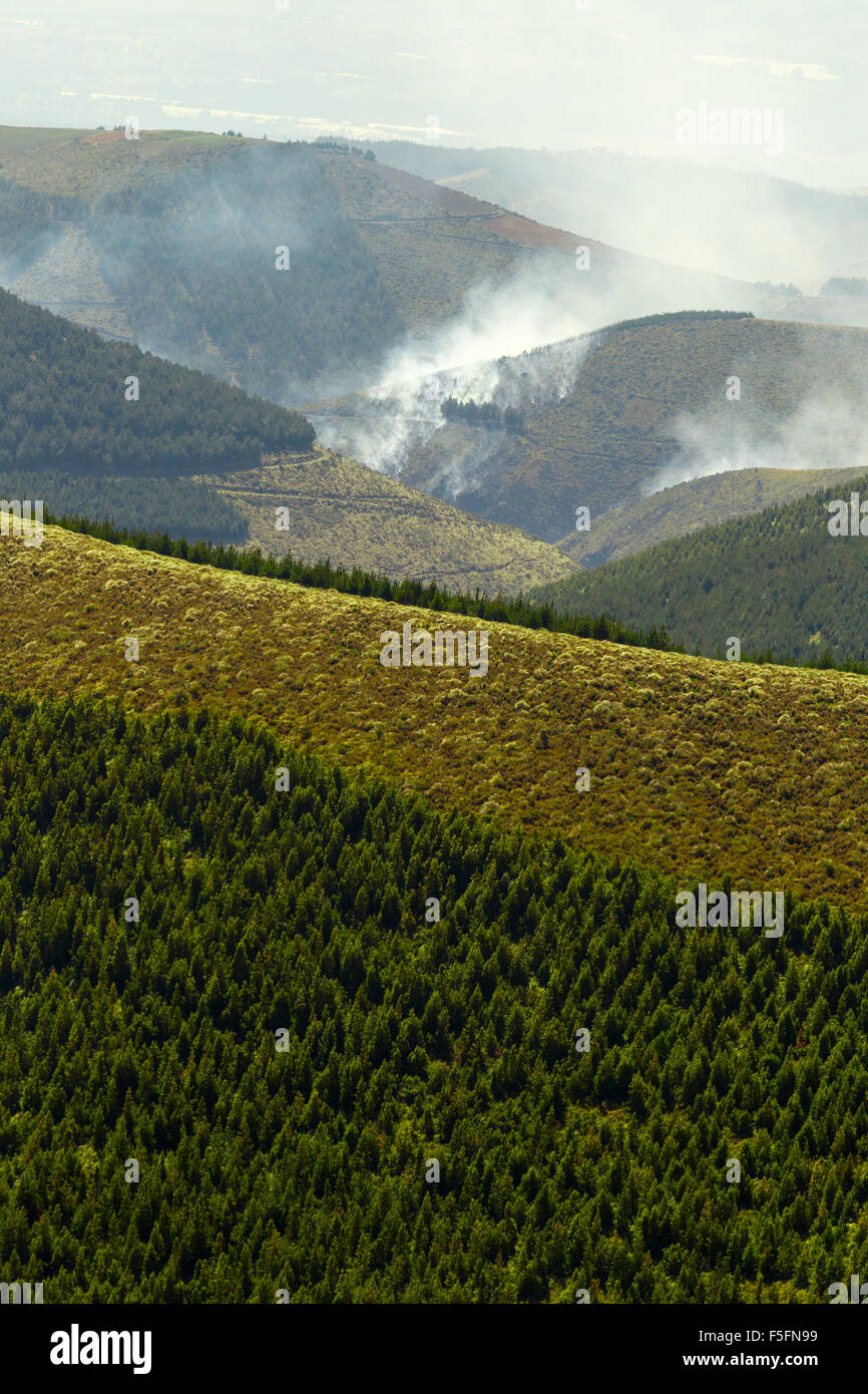 Alta altitudine foresta volutamente impostata al fuoco Foto Stock