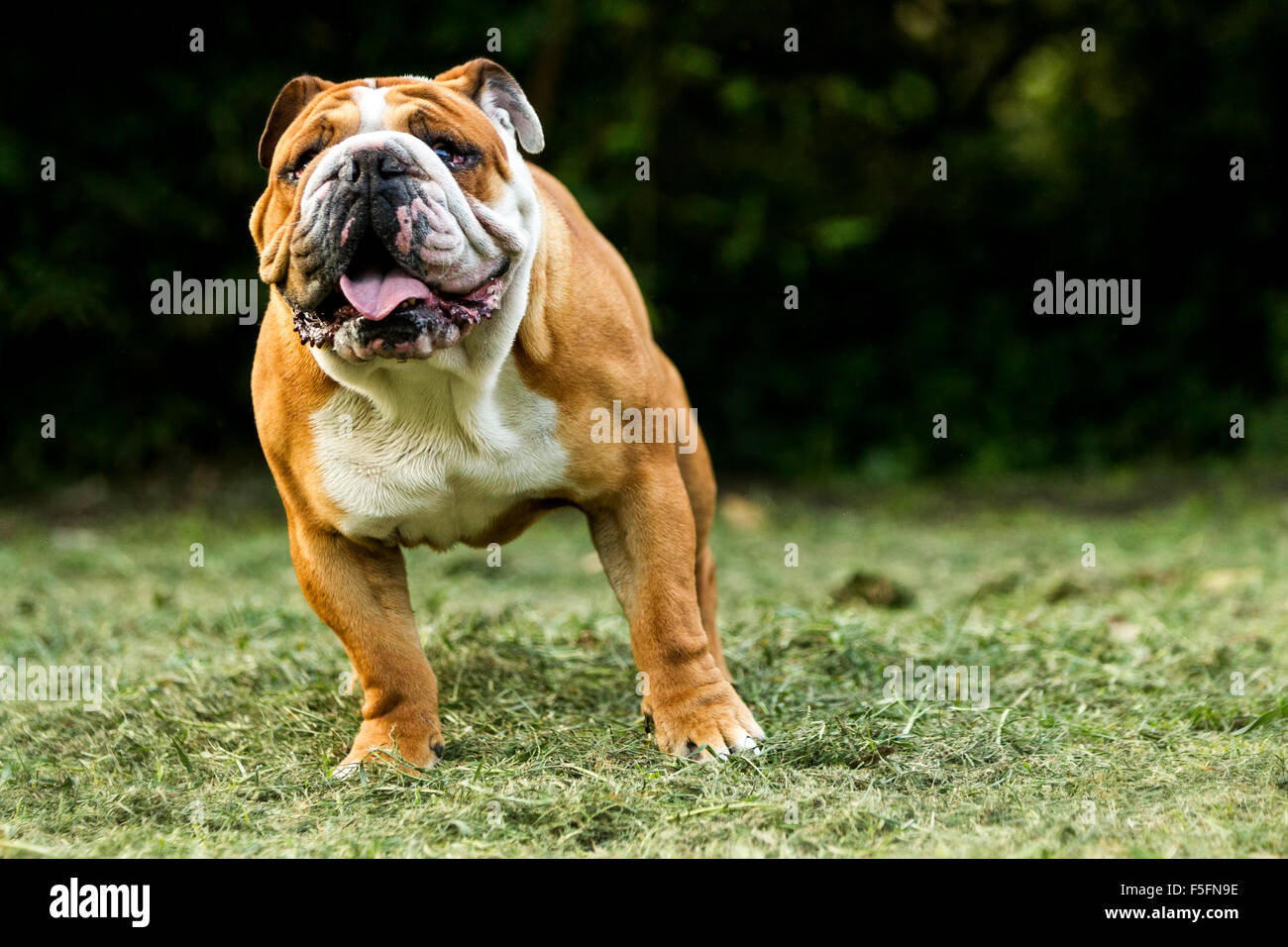 Un bulldog inglese marrone e bianco si erge su un campo erboso, rivolto in avanti con la bocca aperta e la lingua visibile. Il cane ha una faccia ruvida, orecchie floppy e una corporatura robusta. Lo sfondo è A. Foto Stock