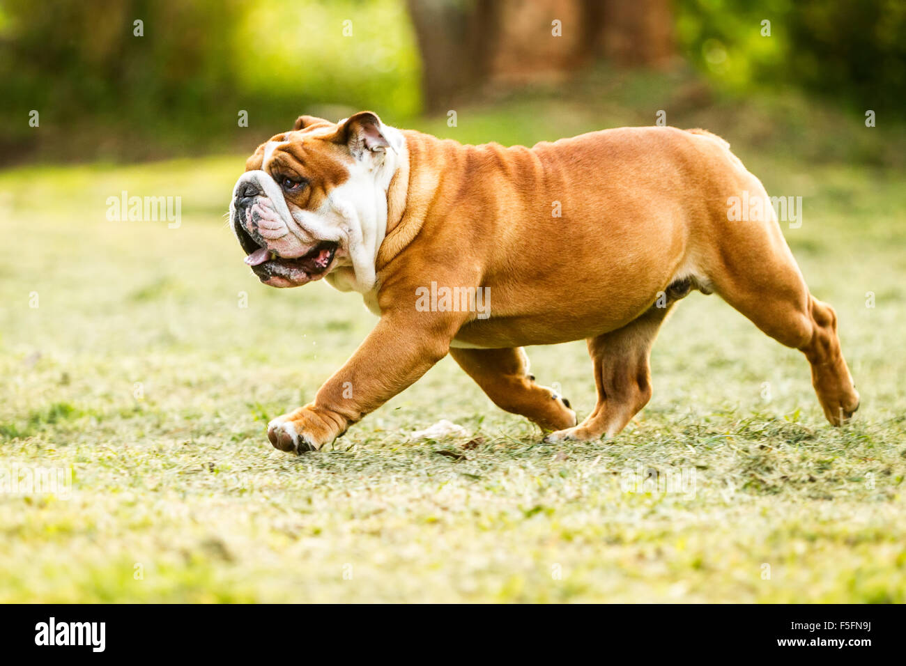 Bassa Angolazione di una razza pura Bulldog inglese in movimento Foto Stock