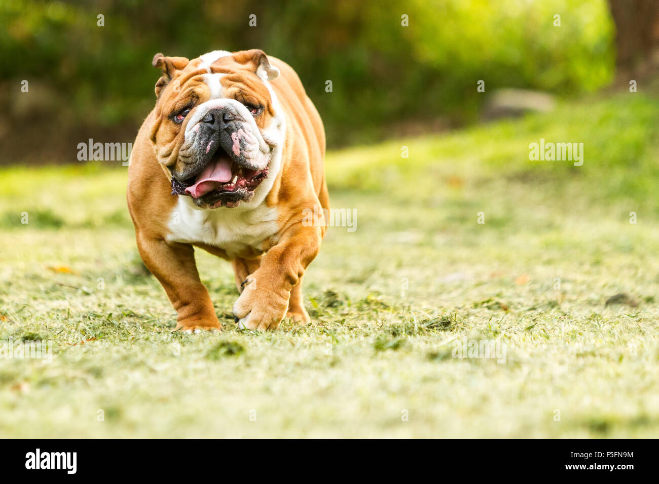 Razza Bulldog inglese in movimento verso la fotocamera faccia stropicciata Close Up Foto Stock