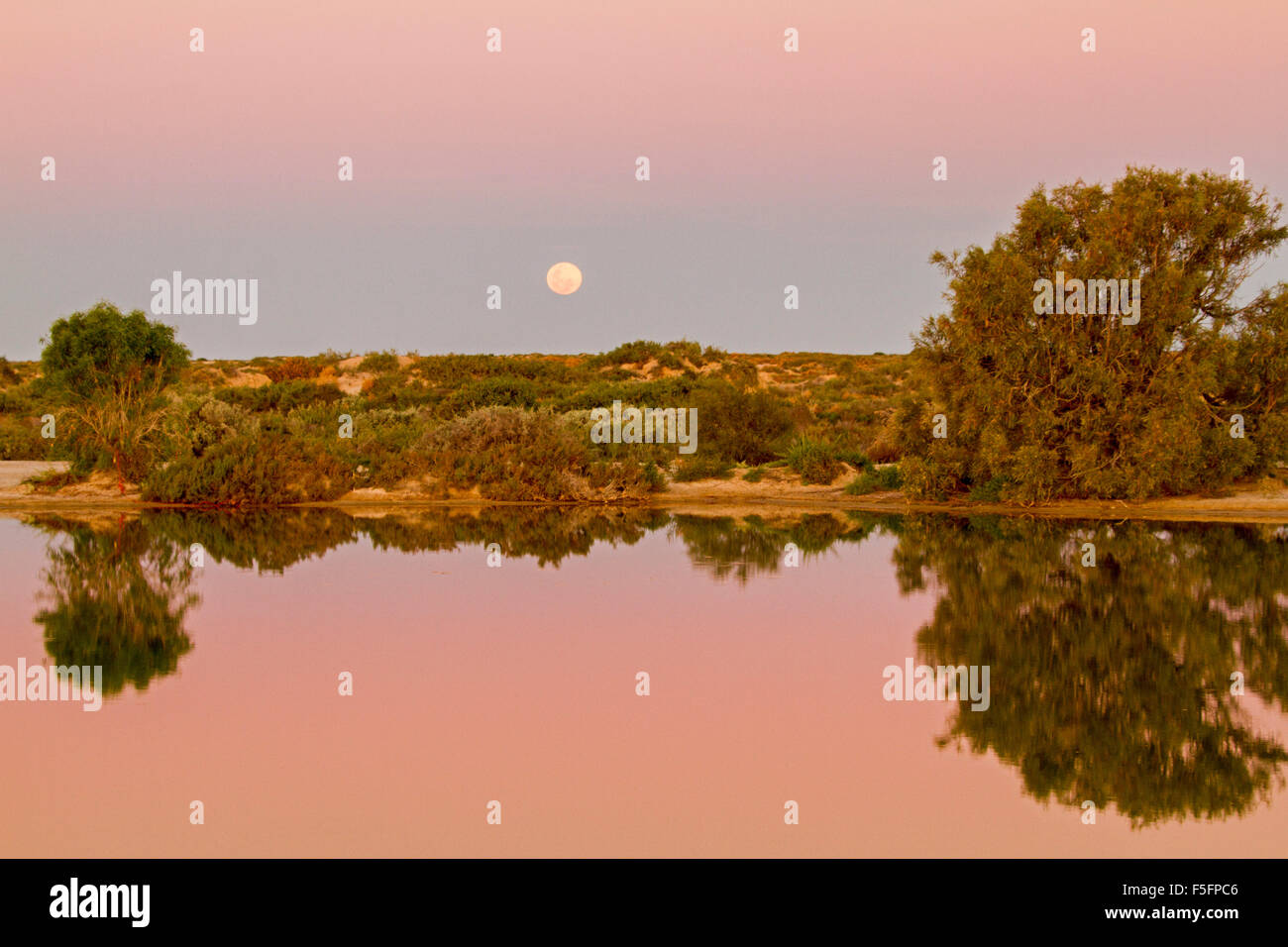 Full Moon Rising in rosa e viola chiaro Cielo di tramonto sulla calma acqua di rosa della piscina presso Montecollina artesian alesaggio nell'outback Australia Foto Stock