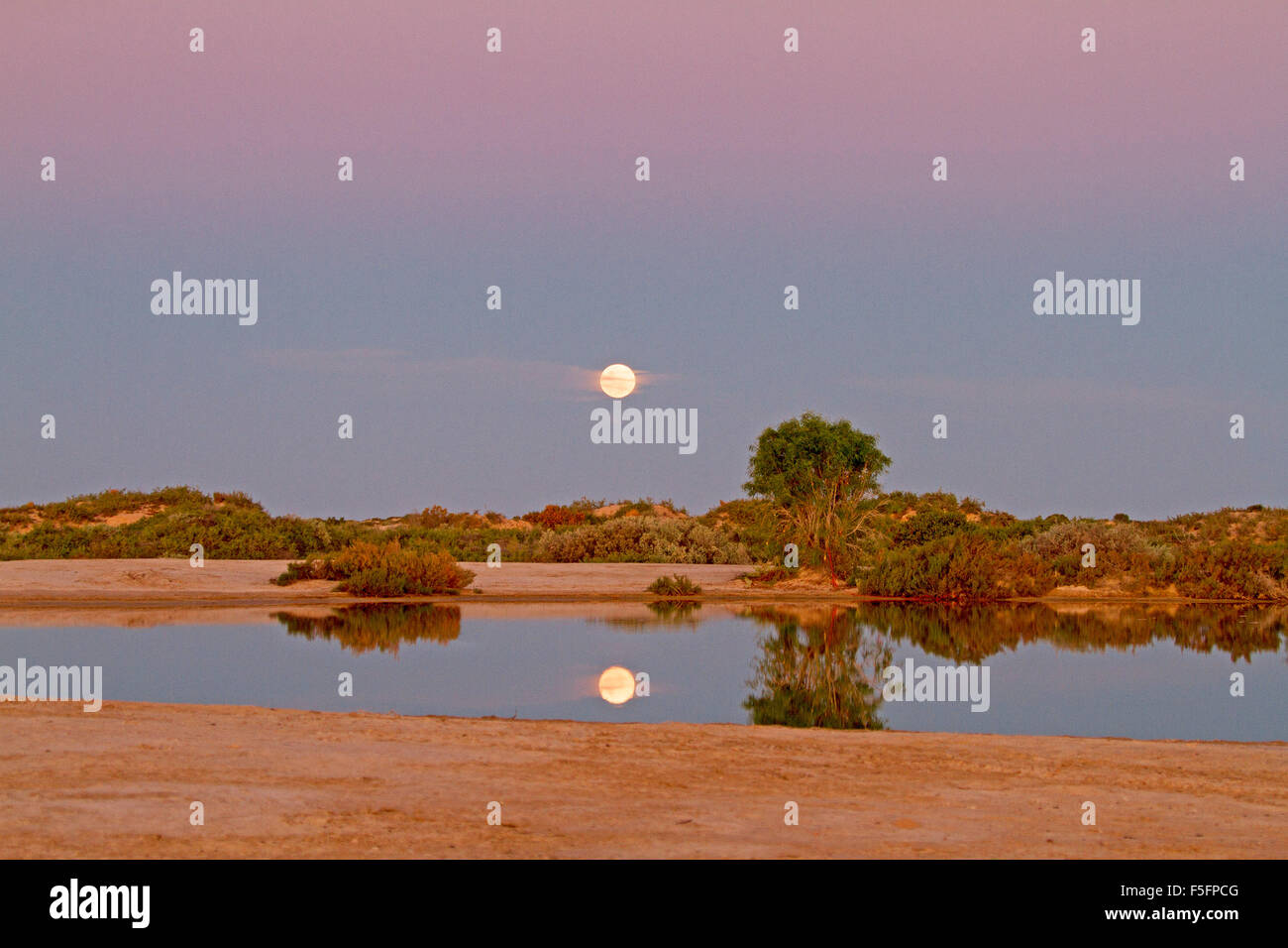 Full Moon Rising in rosa e viola chiaro Cielo di tramonto riflesso nelle calme acque della piscina presso Montecollina foro artesiano, outback Australia Foto Stock
