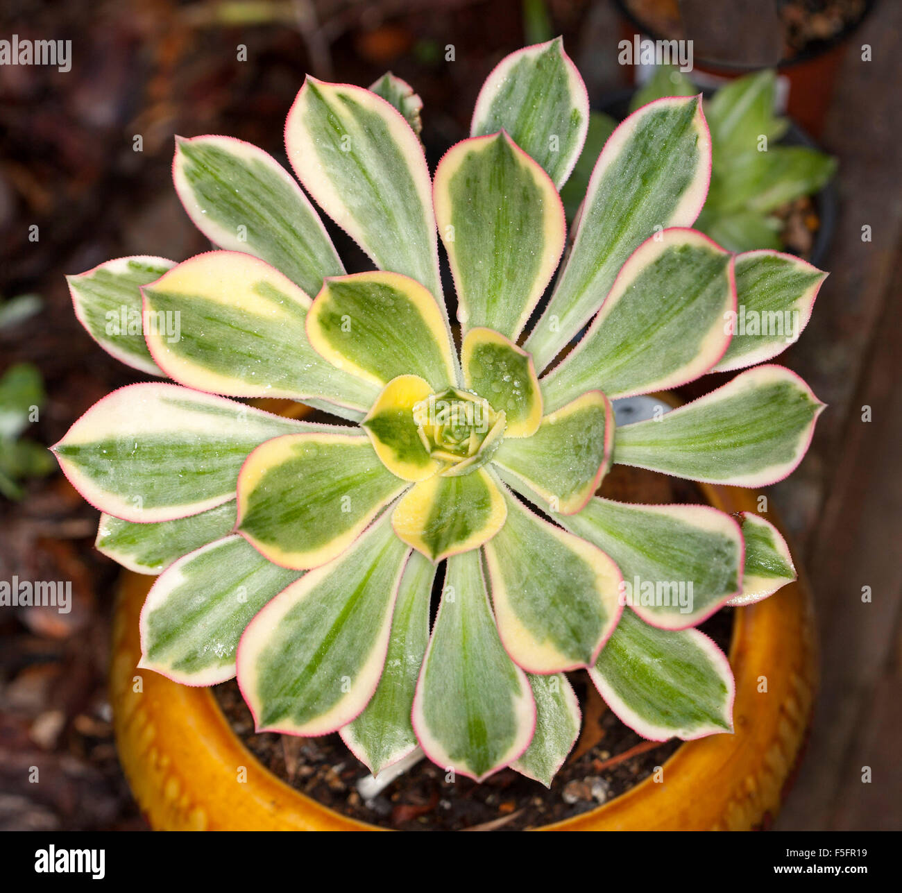 Insolito e attraente di piante succulente, Aeonium 'unburst', girandola di rame, con rosette di verde e bianco foglie variegata Foto Stock