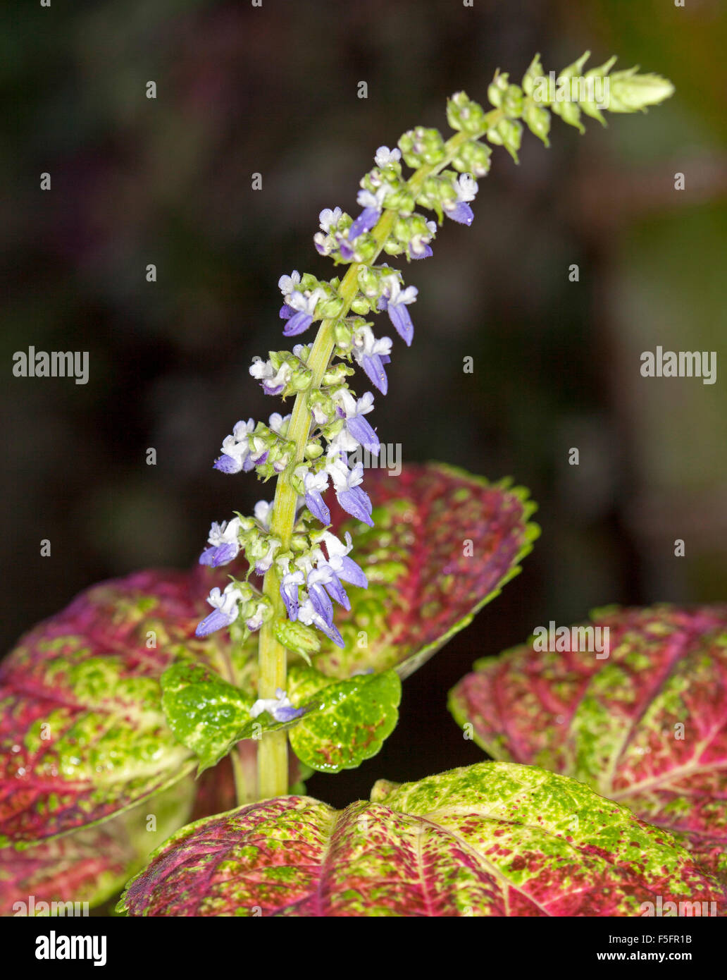 Stelo di piccoli fiori blu di coleus, Solenostemon, circondato da variegata di rosso, verde e foglie di giallo contro uno sfondo scuro Foto Stock